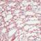Fibronectin 1 antibody, MA5-11981, Invitrogen Antibodies, Immunohistochemistry paraffin image 