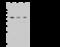 Pygopus Family PHD Finger 2 antibody, 101838-T38, Sino Biological, Western Blot image 