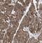 Mitochondrial Trans-2-Enoyl-CoA Reductase antibody, FNab05083, FineTest, Immunohistochemistry frozen image 