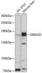 Glutamate Ionotropic Receptor NMDA Type Subunit 2D antibody, 13-418, ProSci, Western Blot image 