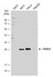 RAB32, Member RAS Oncogene Family antibody, GTX130477, GeneTex, Western Blot image 