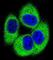 Testis Specific Serine Kinase 4 antibody, abx026172, Abbexa, Western Blot image 