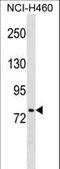 Tcf1 antibody, LS-C159856, Lifespan Biosciences, Western Blot image 