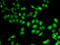 AF4/FMR2 family member 1 antibody, 22-565, ProSci, Immunofluorescence image 
