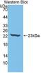 Interleukin 18 antibody, MBS2028466, MyBioSource, Western Blot image 