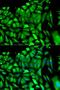 Phosphoglycerate Kinase 1 antibody, LS-C331793, Lifespan Biosciences, Immunofluorescence image 