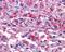 Purinergic Receptor P2Y11 antibody, NLS866, Novus Biologicals, Immunohistochemistry frozen image 