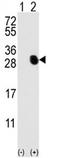 BGP antibody, AP11850PU-N, Origene, Western Blot image 