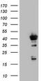 Core histone macro-H2A.2 antibody, TA803390, Origene, Western Blot image 