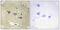 CaM Kinase Like Vesicle Associated antibody, A30525, Boster Biological Technology, Immunohistochemistry paraffin image 