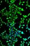 Annexin A2 antibody, LS-C747503, Lifespan Biosciences, Immunofluorescence image 