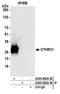 Collagen Triple Helix Repeat Containing 1 antibody, A305-862A-M, Bethyl Labs, Immunoprecipitation image 