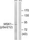 Ribosomal Protein S6 Kinase A5 antibody, PA5-39747, Invitrogen Antibodies, Western Blot image 