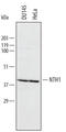 Nth Like DNA Glycosylase 1 antibody, AF2675, R&D Systems, Western Blot image 