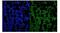 Muscleblind Like Splicing Regulator 1 antibody, A02309-1, Boster Biological Technology, Immunofluorescence image 