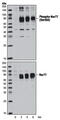 Nuclear Receptor Subfamily 4 Group A Member 1 antibody, MBS6013588, MyBioSource, Western Blot image 