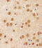 Sirtuin 1 antibody, MBS9210986, MyBioSource, Immunohistochemistry frozen image 