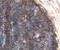 CD59 Molecule (CD59 Blood Group) antibody, AF1987, R&D Systems, Immunohistochemistry frozen image 
