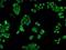 Crystallin Alpha B antibody, orb181520, Biorbyt, Immunofluorescence image 