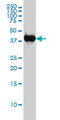 Mitogen-Activated Protein Kinase 13 antibody, LS-B5506, Lifespan Biosciences, Western Blot image 
