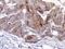Oxysterol Binding Protein Like 6 antibody, PA5-21861, Invitrogen Antibodies, Immunohistochemistry frozen image 
