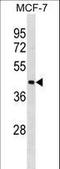 Interleukin Enhancer Binding Factor 2 antibody, LS-C157835, Lifespan Biosciences, Western Blot image 