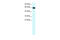 Zinc finger and BTB domain-containing protein 7B antibody, 27-689, ProSci, Immunohistochemistry frozen image 