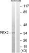 Peroxisomal Biogenesis Factor 2 antibody, abx014706, Abbexa, Western Blot image 