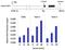 CREB Binding Protein antibody, PA1-847, Invitrogen Antibodies, Chromatin Immunoprecipitation image 