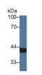 Arginase 2 antibody, LS-C374776, Lifespan Biosciences, Western Blot image 