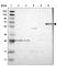 Calcium and DAG-regulated guanine nucleotide exchange factor I antibody, HPA015667, Atlas Antibodies, Western Blot image 