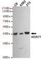 WD Repeat Domain 77 antibody, MBS475144, MyBioSource, Western Blot image 