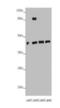 PHD Finger Protein 6 antibody, A57345-100, Epigentek, Western Blot image 