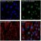 Tubulin antibody, M05613, Boster Biological Technology, Immunofluorescence image 