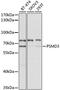 Proteasome 26S Subunit, Non-ATPase 3 antibody, 18-814, ProSci, Western Blot image 