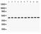 Flotillin 2 antibody, PA5-79268, Invitrogen Antibodies, Western Blot image 