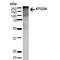 Autophagy Related 2A antibody, PA5-77794, Invitrogen Antibodies, Western Blot image 