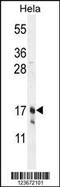 Claudin 7 antibody, 55-071, ProSci, Western Blot image 