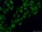 Proteasome Subunit Alpha 3 antibody, 11887-1-AP, Proteintech Group, Immunofluorescence image 