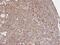 Prostaglandin-Endoperoxide Synthase 1 antibody, GTX104634, GeneTex, Immunohistochemistry paraffin image 