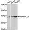 Heterogeneous Nuclear Ribonucleoprotein C Like 1 antibody, A11805, ABclonal Technology, Western Blot image 