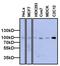 FMR1 Autosomal Homolog 2 antibody, MA1-16767, Invitrogen Antibodies, Western Blot image 