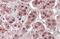 Karyopherin Subunit Alpha 6 antibody, NB100-93456, Novus Biologicals, Immunohistochemistry frozen image 