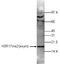 Histone H3 antibody, TA347171, Origene, Western Blot image 