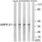 Protein Kinase AMP-Activated Non-Catalytic Subunit Beta 1 antibody, LS-B6991, Lifespan Biosciences, Western Blot image 