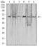 Complement Factor H Related 5 antibody, NBP2-52441, Novus Biologicals, Western Blot image 