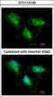 Fumarate Hydratase antibody, LS-B10789, Lifespan Biosciences, Immunocytochemistry image 