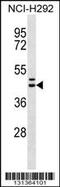 Motilin Receptor antibody, 56-579, ProSci, Western Blot image 