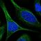 Tectonic Family Member 3 antibody, NBP1-88537, Novus Biologicals, Immunofluorescence image 