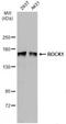 Rho Associated Coiled-Coil Containing Protein Kinase 1 antibody, NBP2-42918, Novus Biologicals, Western Blot image 